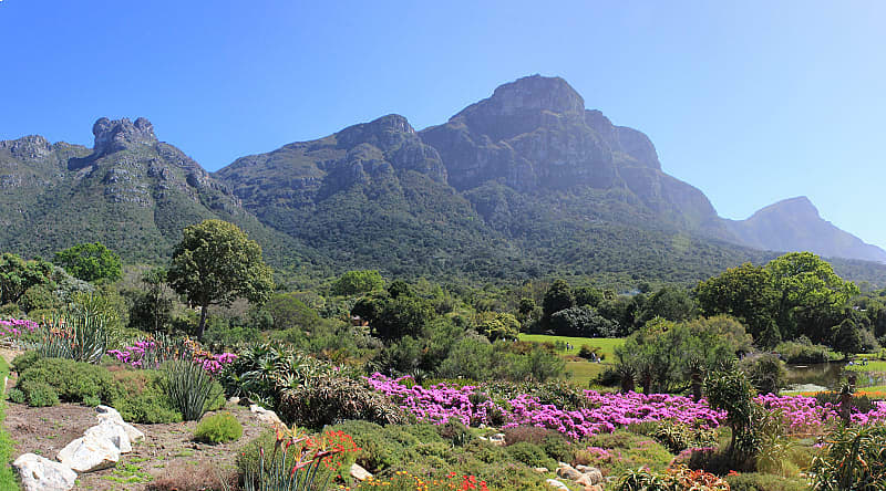 Kirstenbosch Botanic Garden, Cape Town, South Africa. Kirstenbosch Botanic Garden, Cape Town, South Africa.