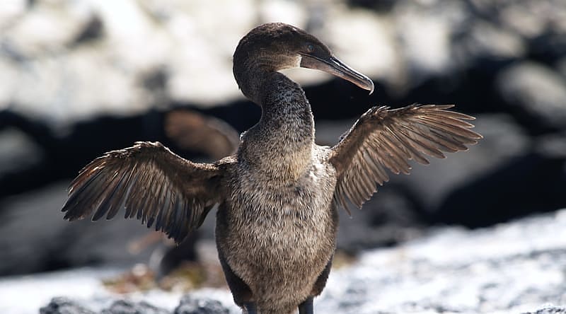 Cormorant bird at the Galapagos Islands in Ecuador Cormorant bird at the Galapagos Islands in Ecuador