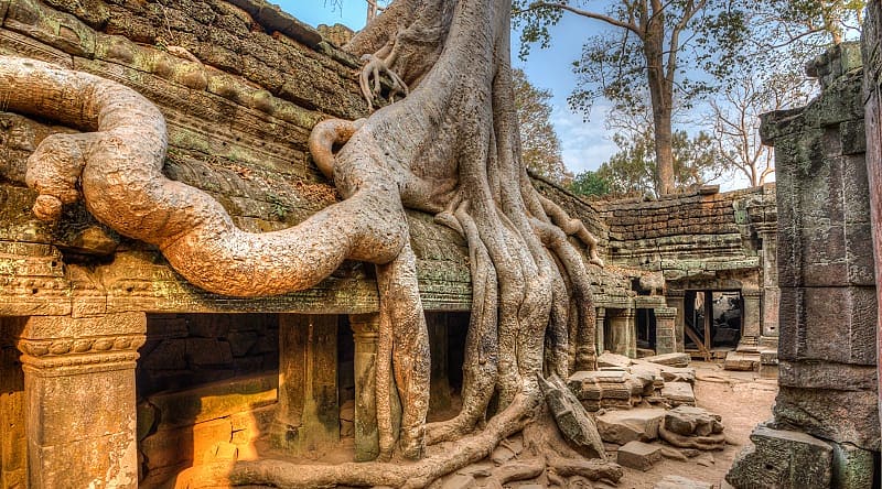 Banyan tree roots on temples in Siem Reap, Cambodia Banyan tree roots on temples in Siem Reap, Cambodia