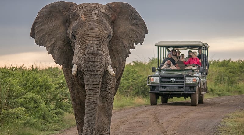 Masai Mara National Park, Kenya Game drive viewing large elephant on the savanna in Kenya