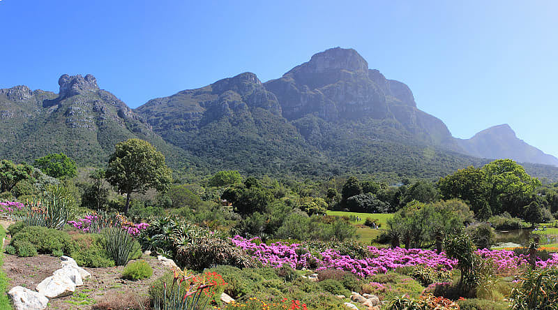 Kirstenbosch Botanic Garden, Cape Town, South Africa. Kirstenbosch Botanic Garden, Cape Town, South Africa.