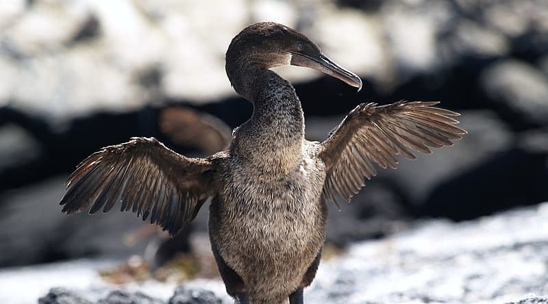 Cormorant bird at the Galapagos Islands in Ecuador