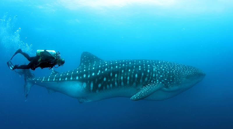 Scuba diving with wales in the Galapagos, Ecuador