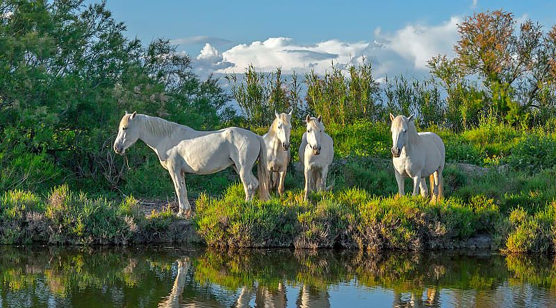 White Camargue horses in Camargue nature reserve, France