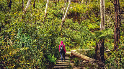 The Blue Mountains are full of shrubs and incredible wildlife, Australia