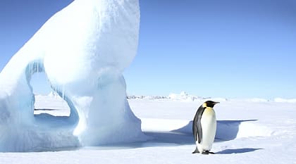 Emperor penguin on iceberg in Antarctica
