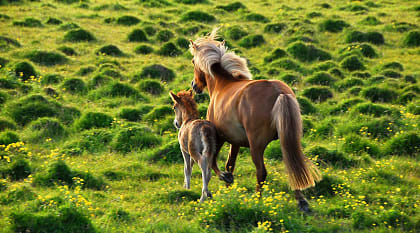 Icelandic horses