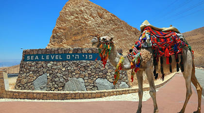 Decorated camel in Israel