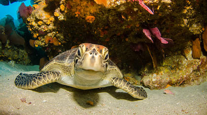 Great Barrier Reef in Australia