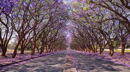 Jacaranda trees lining the street in Harare, Zimbabwe