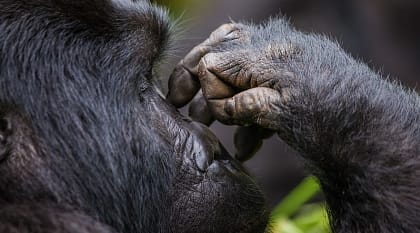 Gorilla in the forest of Uganda