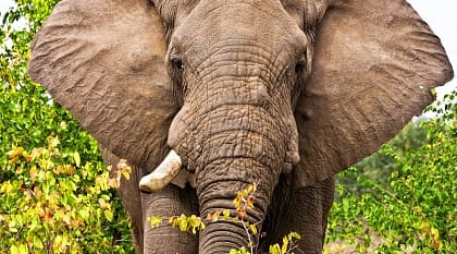 Elephant in Kruger National Park, South Africa