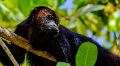 Black Howler monkey in Belize Black Howler monkey in Belize