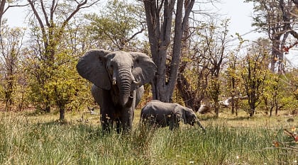 Diverse Big Game Safari in Botswana & Okavango Delta