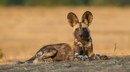 Wild dog in the African savanna