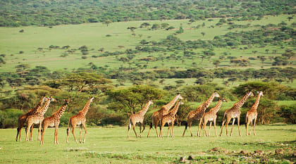 African savanna in Tanzania