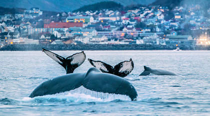Whales watching in Norway