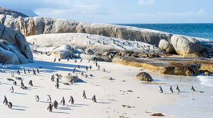 Tswalu Kalahari Reserve Safari Itinerary & Cape Town Tour