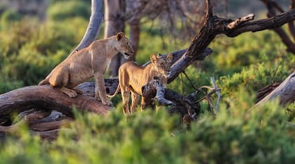 Lions watching from the trees in Samburu National Reserve, Kenya