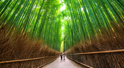 Sagano Bamboo Forest, Kyoto, a picturesque grove in the middle of urban landscapes, Japan Sagano Bamboo Forest, Kyoto, a picturesque grove in the middle of urban landscapes, Japan