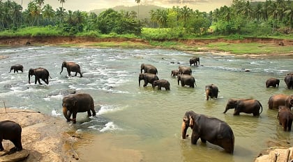 Elephant family in Sri Lanka