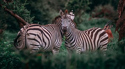 Chobe National Park, Botswana