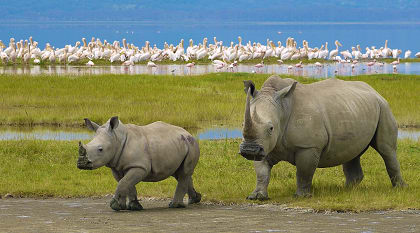 Rhinos by the lake in South Africa