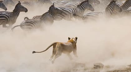 Lioness hunting zebra in Masai Mara, Kenya