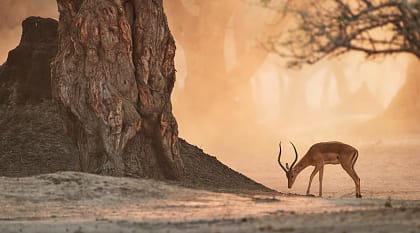 Impala antelope in Mana Pools National Park, Zimbabwe