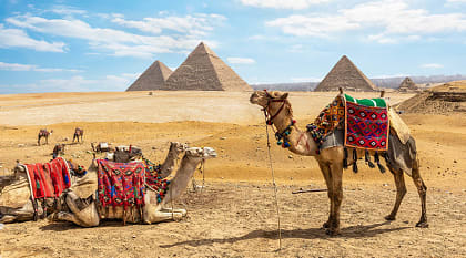 Camels near the Great Pyramids of Giza in Cairo, Egypt.