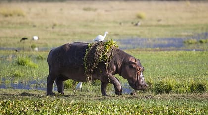 Hippopotamus with cattle egret on back in Zimbabwe