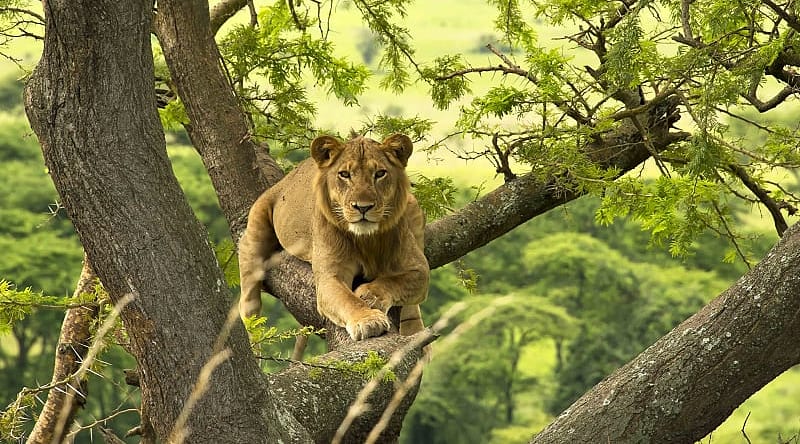 Lion in Uganda Lion in Uganda