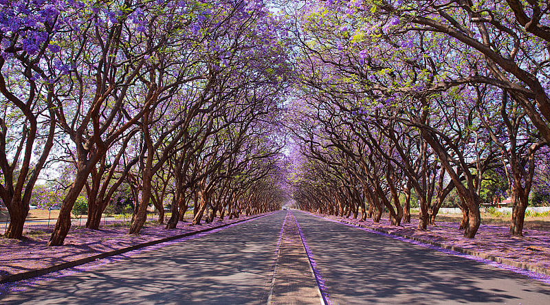 Jacaranda trees lining the street in Harare, Zimbabwe Jacaranda trees lining the street in Harare, Zimbabwe