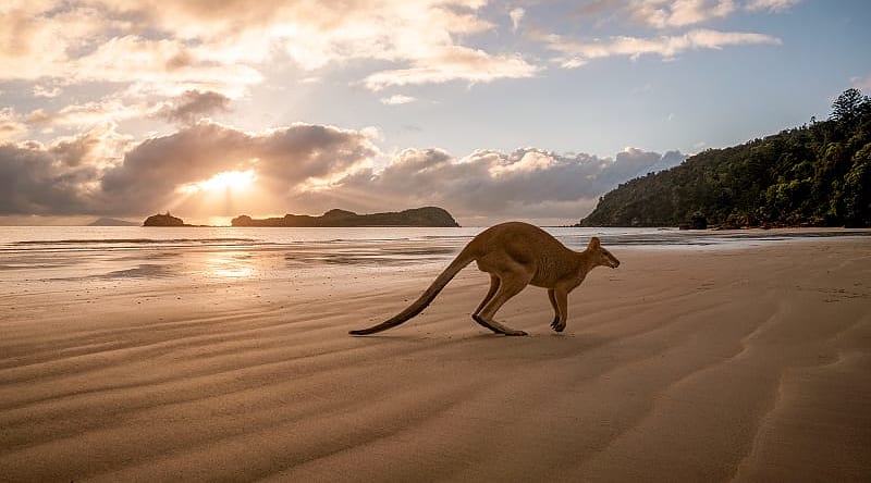 Amazing Australia Kangaroo Safari for Families Kangaroo on the beach in Australia