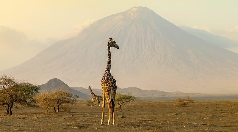 Arusha, Tanzania Giraffe in Arusha, Tanzania
