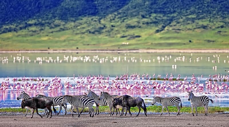 Kenya & Tanzania Safari: Wildebeest Migration Plus Zanzibar Kenya & Tanzania Safari: Wildebeest Migration Plus Zanzibar
