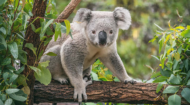 Koala in the Blue Mountains of Australia. Koala in the Blue Mountains of Australia.