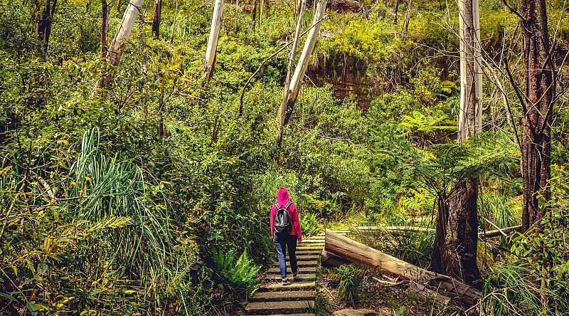 The Blue Mountains are full of shrubs and incredible wildlife, Australia The Blue Mountains are full of shrubs and incredible wildlife, Australia