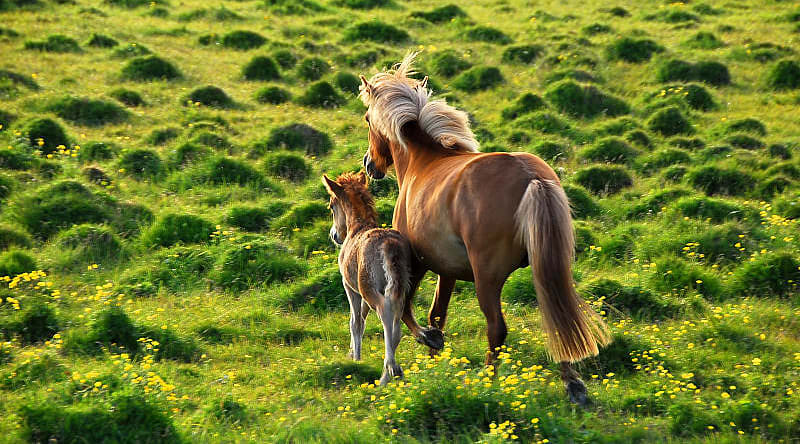 Icelandic horses Icelandic horses