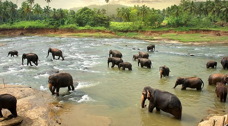Elephant family in Sri Lanka Elephant family in Sri Lanka
