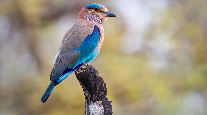 Brightly colored Indian roller bird Brightly colored Indian roller bird