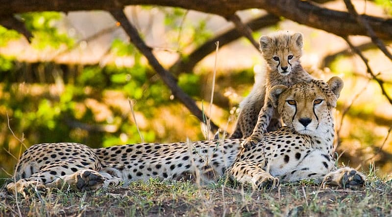 Mother Cheetah and her cub in the Savannah in Africa