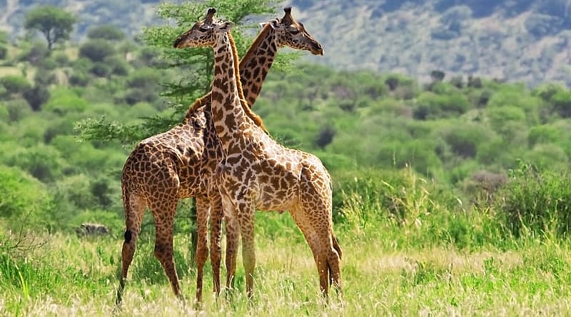 Giraffes at Tarangire National Park, Tanzania Giraffes at Tarangire National Park, Tanzania