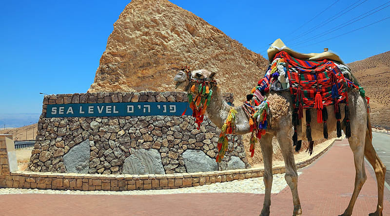 Decorated camel in Israel Decorated camel in Israel