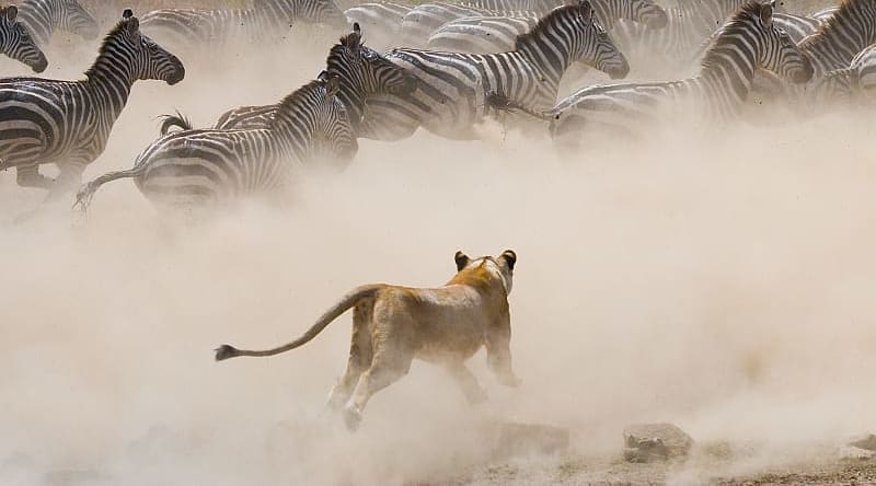 Lioness hunting zebra in Masai Mara, Kenya Lioness hunting zebra in Masai Mara, Kenya