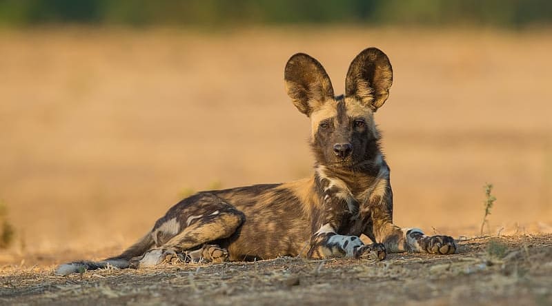 Wild dog in the African savanna Wild dog in the African savanna