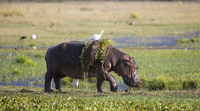 Hippopotamus with cattle egret on back in Zimbabwe Hippopotamus with cattle egret on back in Zimbabwe