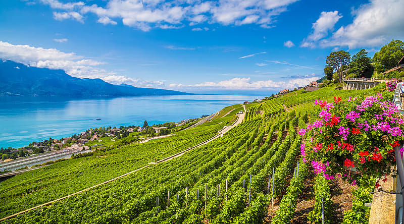 Rows of vineyard terraces in famous Lavaux wine region, Switzerland Rows of vineyard terraces in famous Lavaux wine region, Switzerland