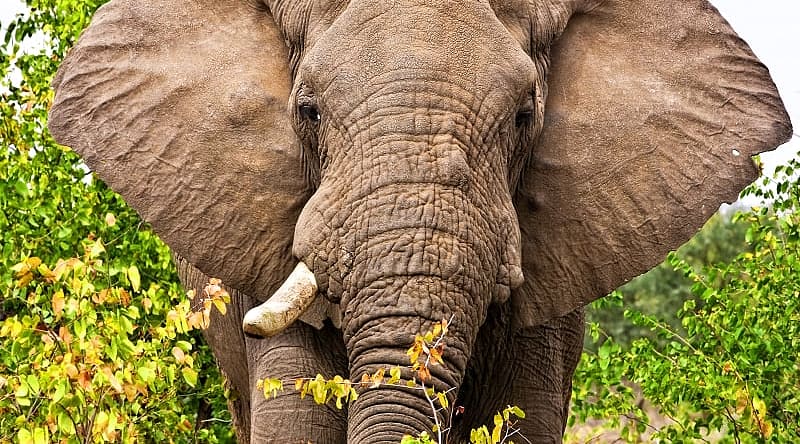 Elephant in Kruger National Park, South Africa Elephant in Kruger National Park, South Africa