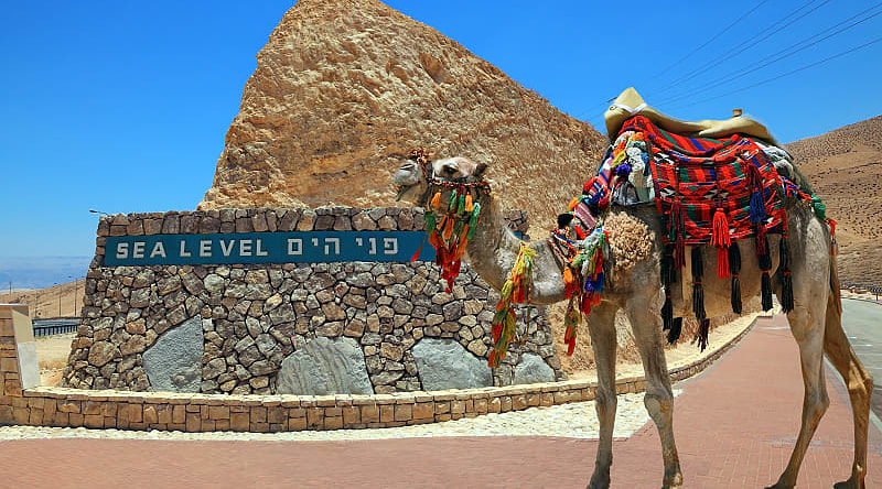 Decorated camel in Israel Decorated camel in Israel